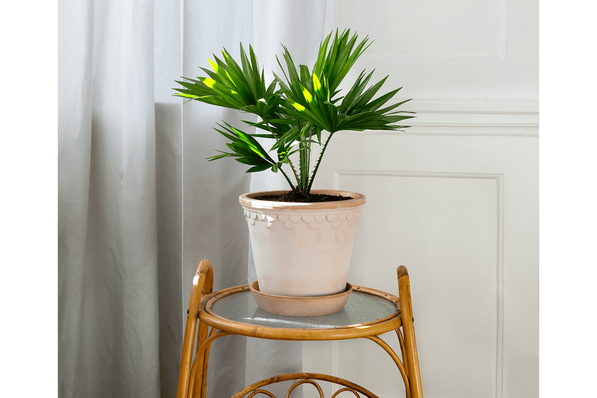 Rosa Københavner raw set