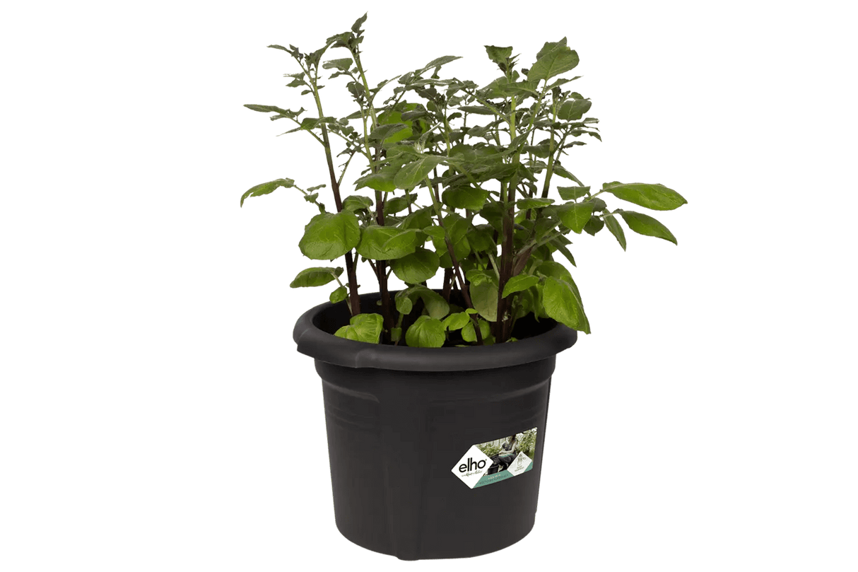 Green basics kartoffel potte Ø32 cm