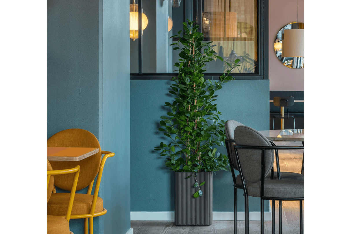 Klimakasse mini 28 x 40 cm