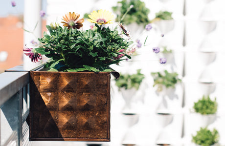 Altan eksperimentets altankasse eksperiment