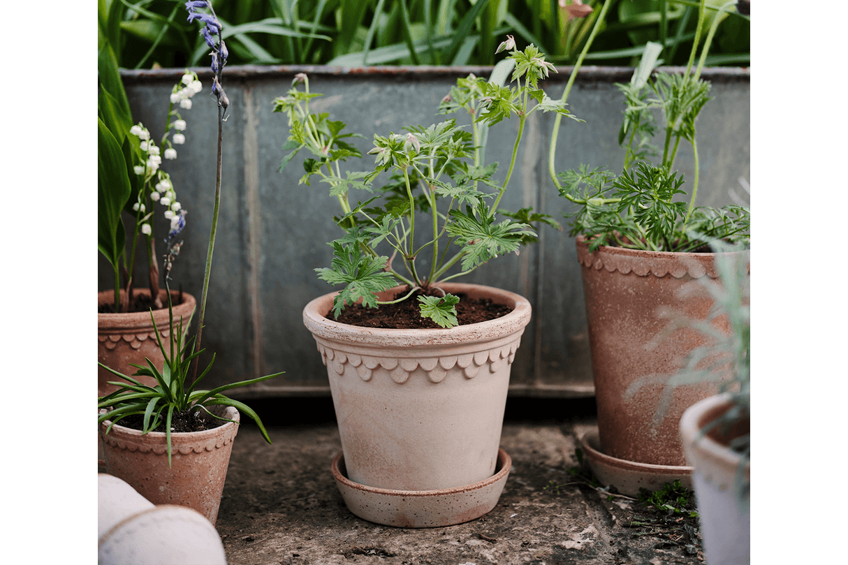 Rosa Københavner raw set