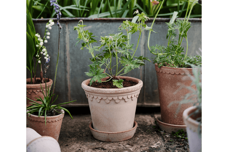 Rosa Københavner raw set