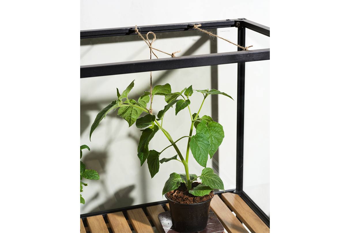 Grower Greens Tall Minidrivhus