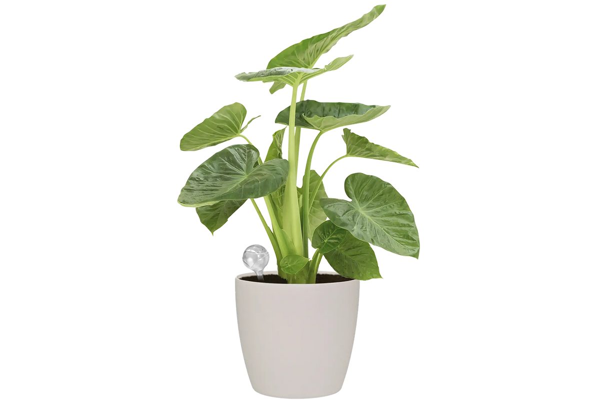 Aqua care selvvandning