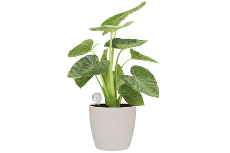 Aqua care selvvandning