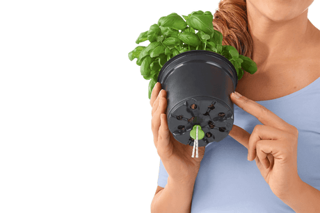 Lechuza sticks til selvvandingspotter 6 stk